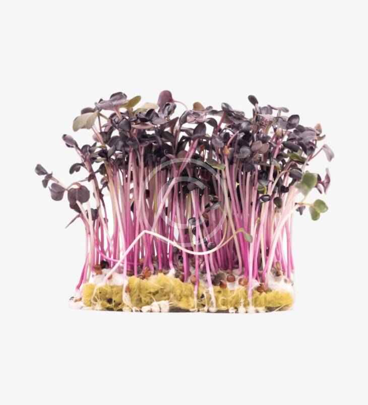 Purple radish sprouts